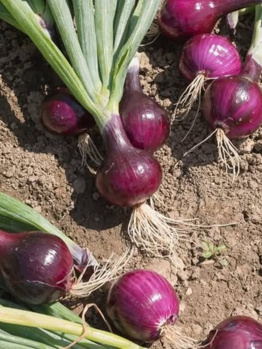 Doctors reveal that eating onion caus… See more