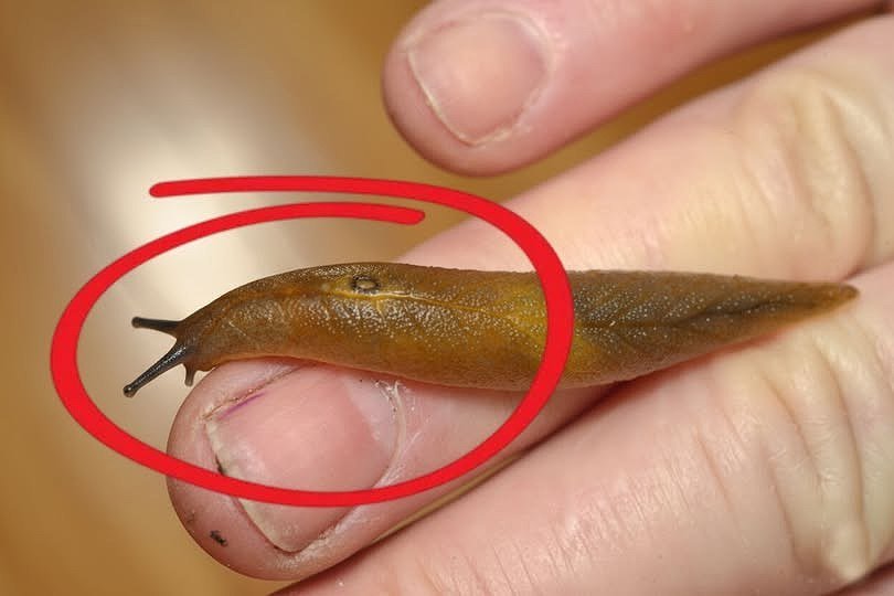 If you see a slug in your house, it means ….Check 1st comment 👇