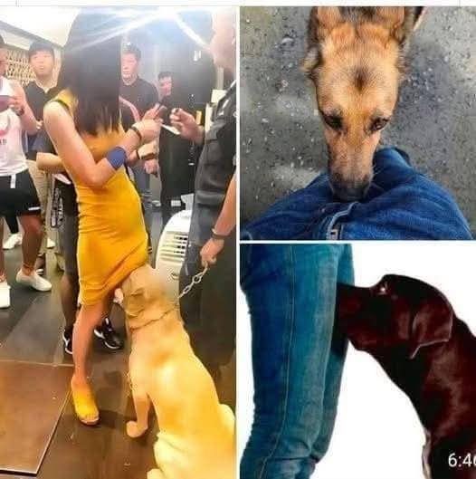 If your dog is sniffing your genital area, it means you have…see more