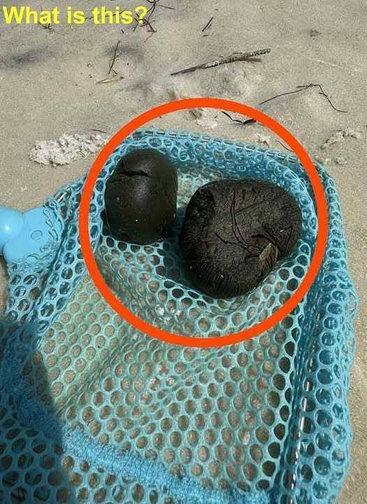 My kids keep calling these “sea blobs” because they’re round, soft, and dark green—but what are they really? Found underwater in the Pensacola, Florida bayside. See more👇