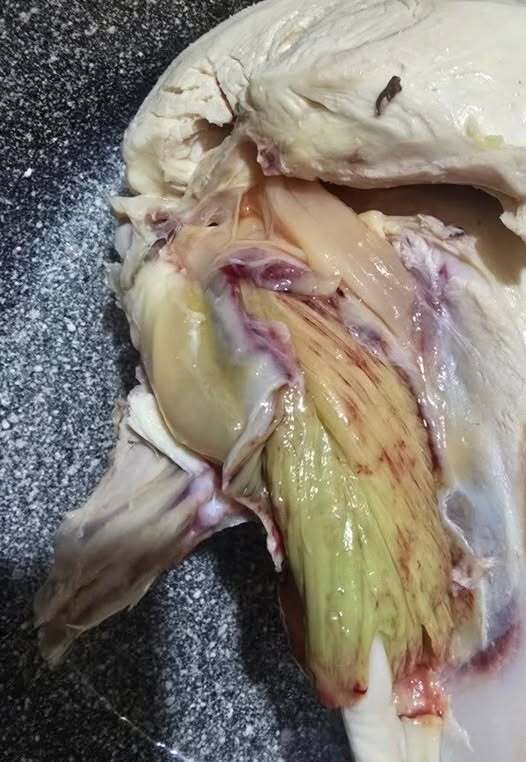 I bought some chicken today, and when I started cooking it and cut it open, the meat inside was greenish and had a weird smell. I paid so much for it, and this is what I get… I was just trying to make dinner for my kids. Does anyone know what it means when the meat looks green like that?
