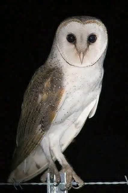 Did you know that OWLS frequent your house when… See more