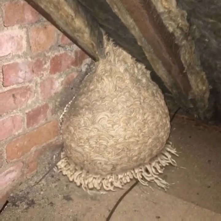 Man Thinks He Found “Hornets” Nest In Attic – Turns Pale When He Realizes What’s Inside