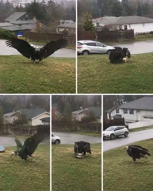 Giant Eagle captured in Bro… see more..