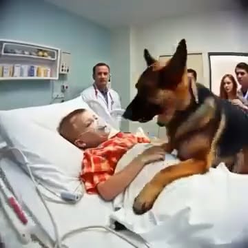A retired K9 refused to leave a boy’s bed and bit the frame — what doctors found next stunned everyone.