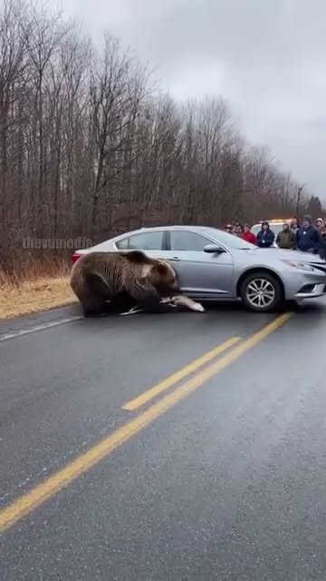 Grizzly Bear Stuns Onlookers After ‘Helping’ Trapped Deer Escape From Car In Canadian National Park