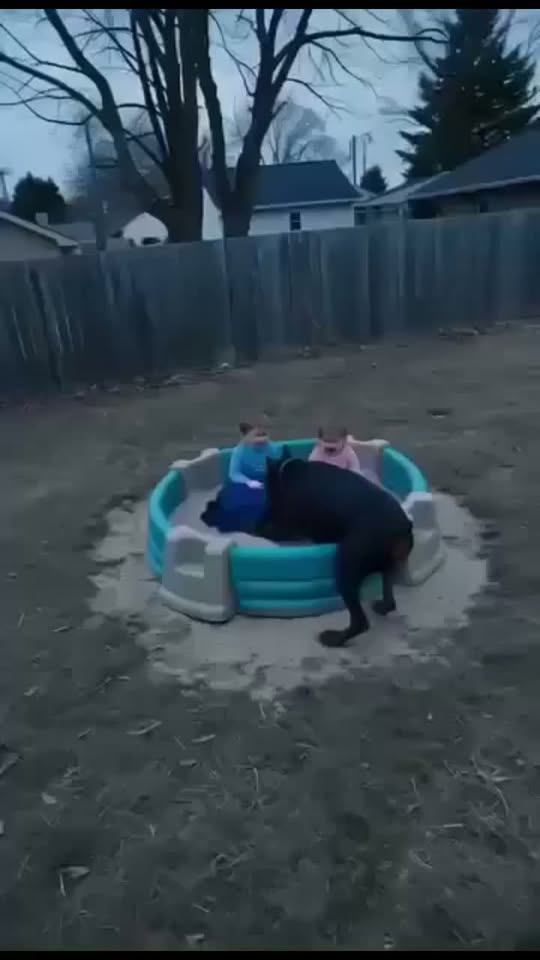 A quiet afternoon in a suburban backyard turns into a terrifying emergency when a neighbor’s powerful Doberman suddenly breaks through a damaged fence… See more