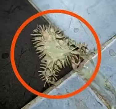 I found this in my friend’s bathroom. We’ve been staring at it for an hour and still can’t figure out what it is. Does anyone know what it is?