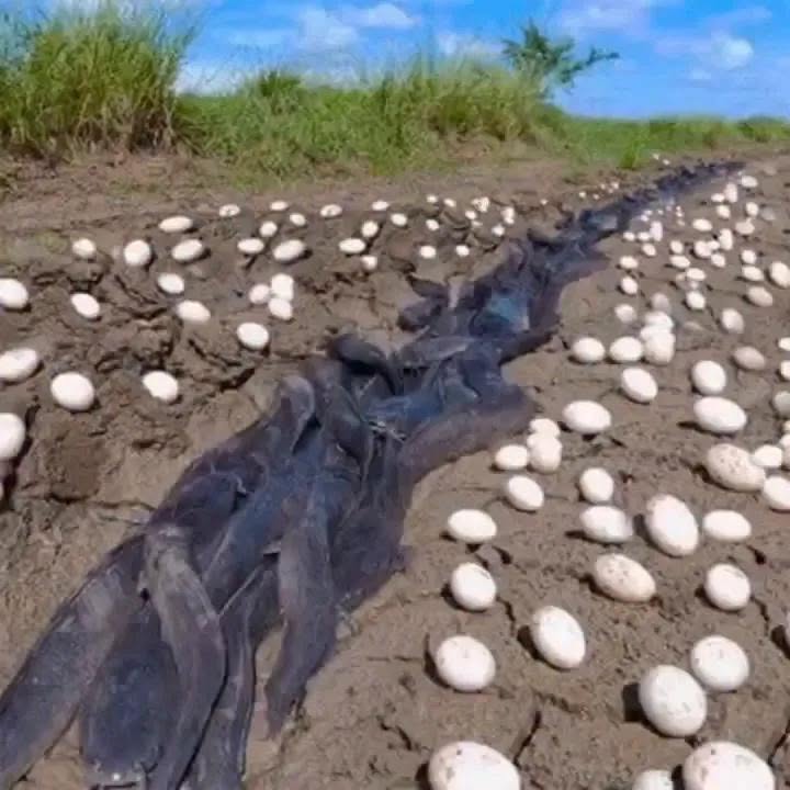 Farmer Finds Hundreds Of Strange Eggs In His Crops – But When They Hatch, He Bursts Into Tears…… See more