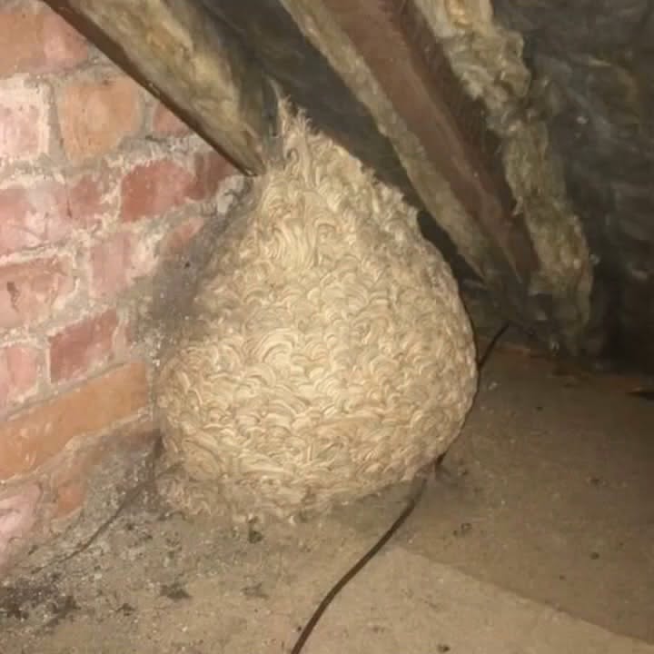 Man Thinks He Found “Hornets” Nest In Attic – Turns Pale When He Realizes