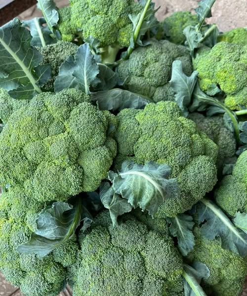 Doctors reveal that green broccoli causes … ….See more