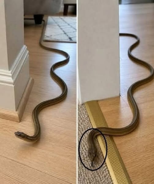 When this snake enters your house, it means you have…𝗦𝗲𝗲 𝗺𝗼𝗿𝗲