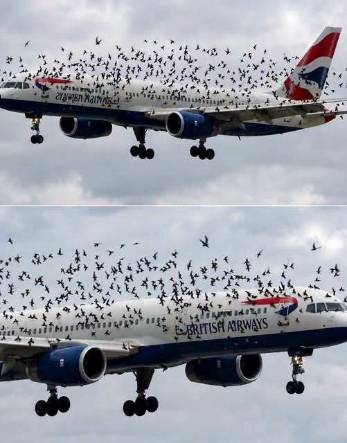 The pilot cried when he understood why the birds wouldn’t leave him alone…See more