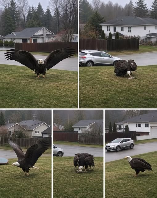 Huge Eagle captured in Bro… see more.. ⁠⁠ㅤ͏